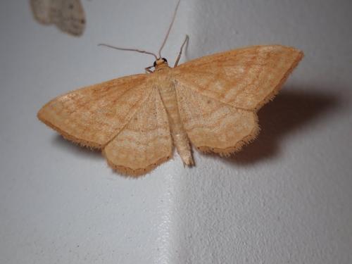 Réf. 186 006 : Idaea ochrata